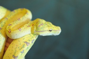 Jadzia
