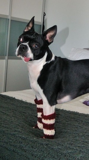 derpdoggylegwarmers
