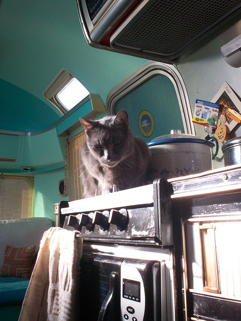 happy cat1