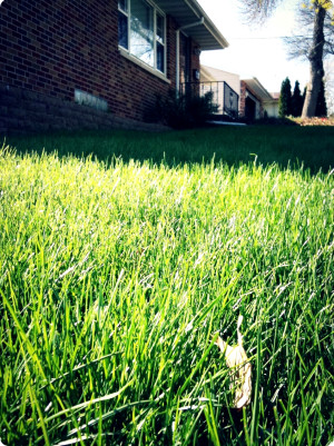 lawn