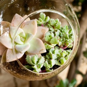 Hanging mini succulent terrarium.