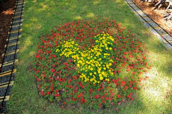 disney backyard mickey flowers