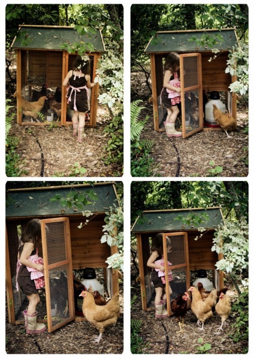 chickens5