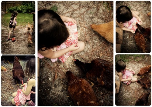 cluck7