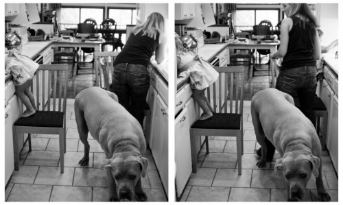 familydog3