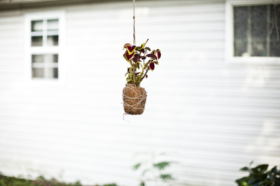 hanging plants 1