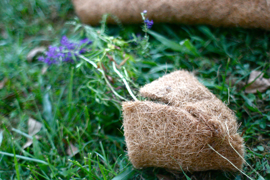 hanging plants 4