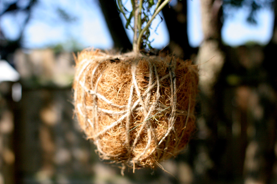 hanging plants 5