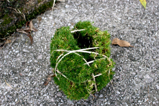 hanging plants 8