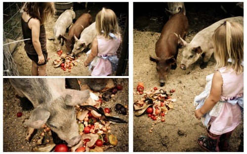 pigs13