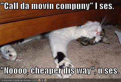 funny pictures cat furniture