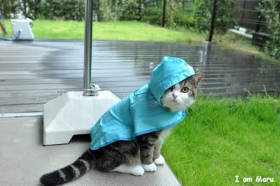 i am maru