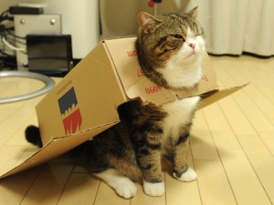 maru box cape