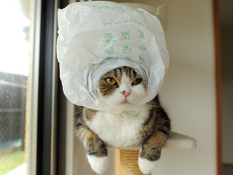 maru with a hat