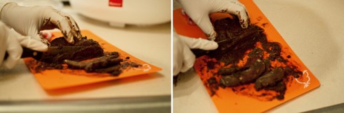 0016 Placenta Encapsulation LeahAndMark