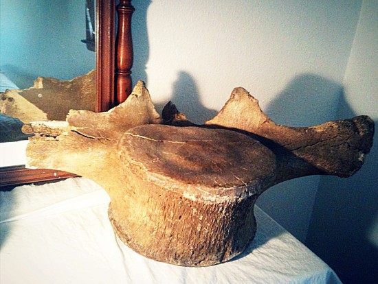 bones 1