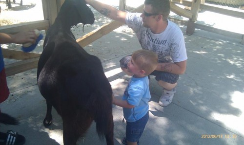 max and david goat