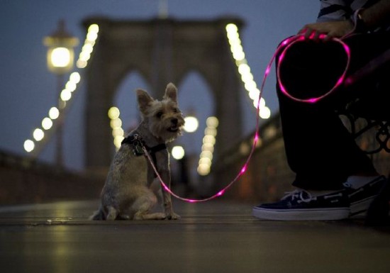 Light Up Dog Leash The Pup Crawl