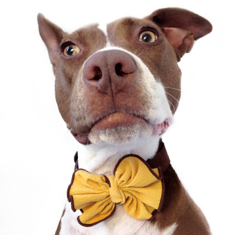 Vintage Ruffle Pet Collar