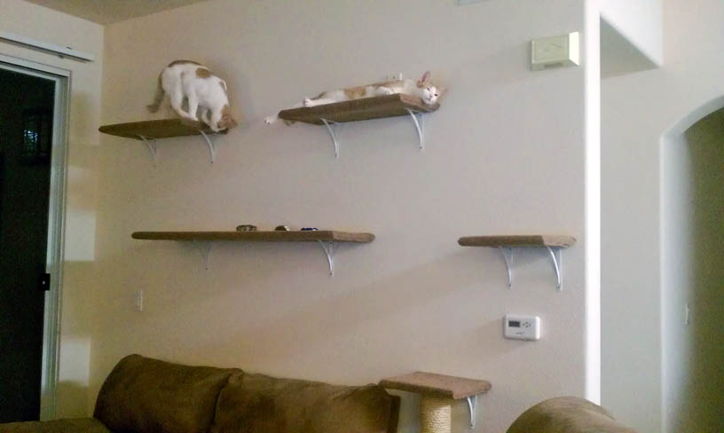 Cat tree outlet built into wall