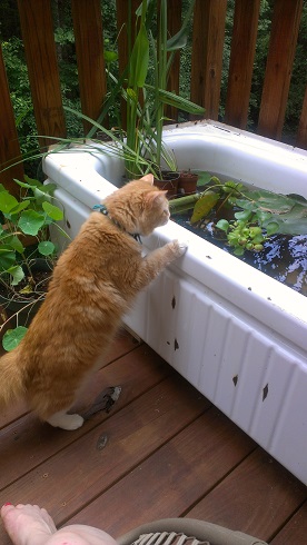 bathtub pond