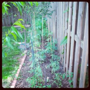 My garden.