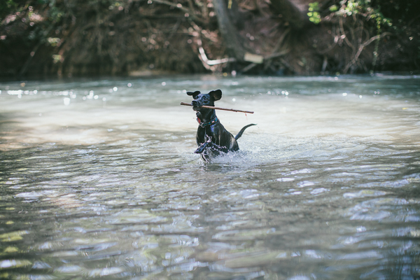 dog in maternity photos