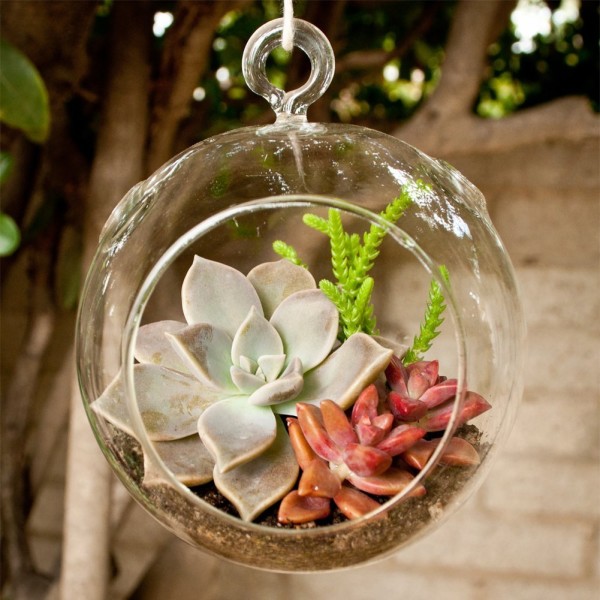 hanging succulent terrarium