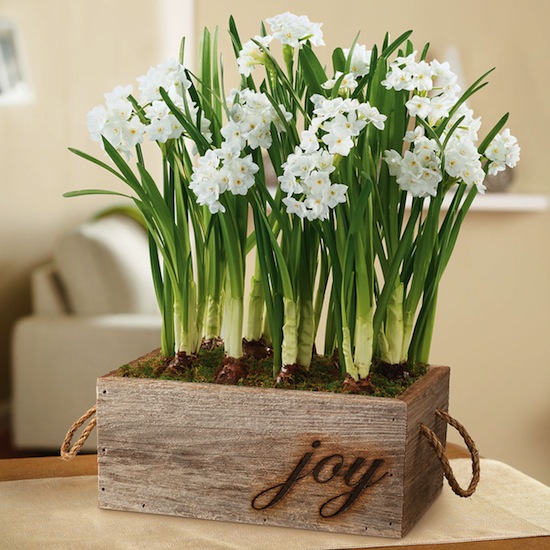 holiday-paperwhites-plant-gift