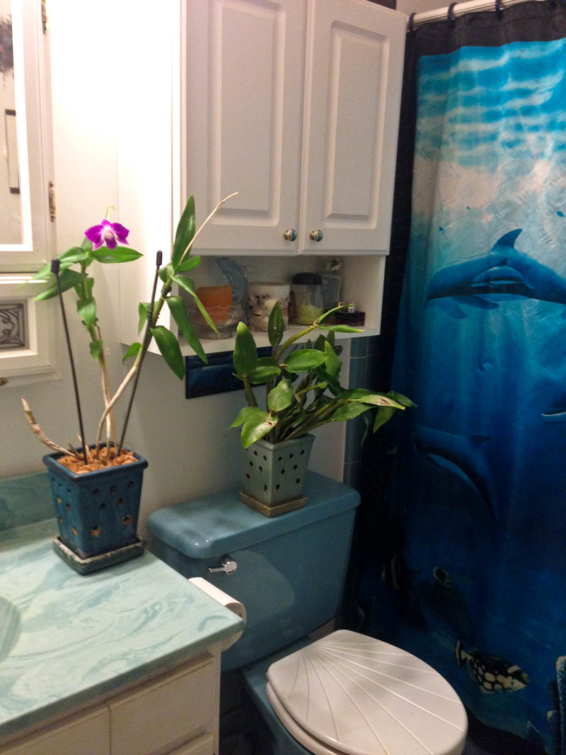 bathroom orchids