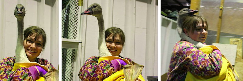 having a volunteer moment with a swan