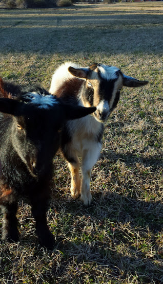 My goats