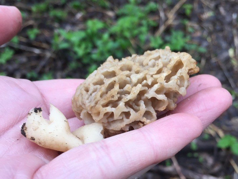 Morels have deeply grooved caps