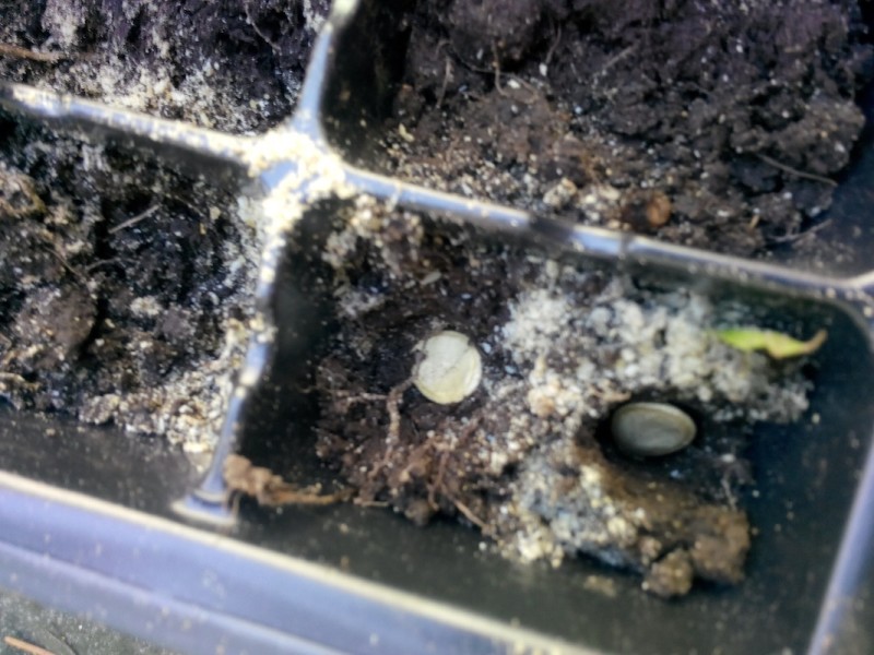 planting seeds