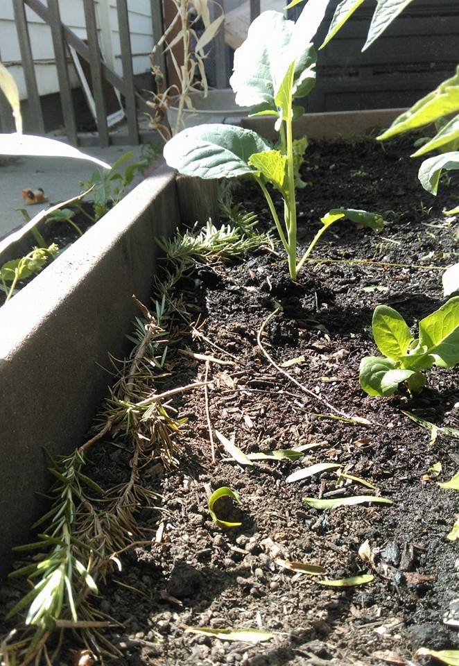rosemary - My trick for low maintenance, affordable, salt-free, organic snail repellent rosemary