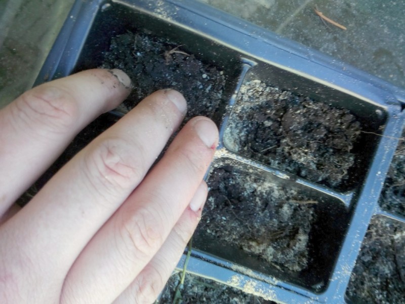 watered seedlings