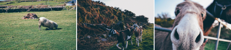 irish animals