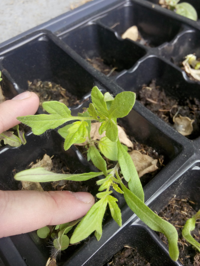 photo of more leafy tomato plant