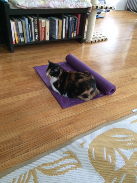 zen and the art of cleaning cat hair
