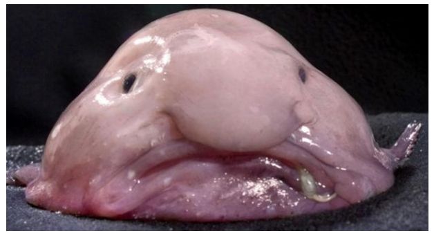 blob fish
