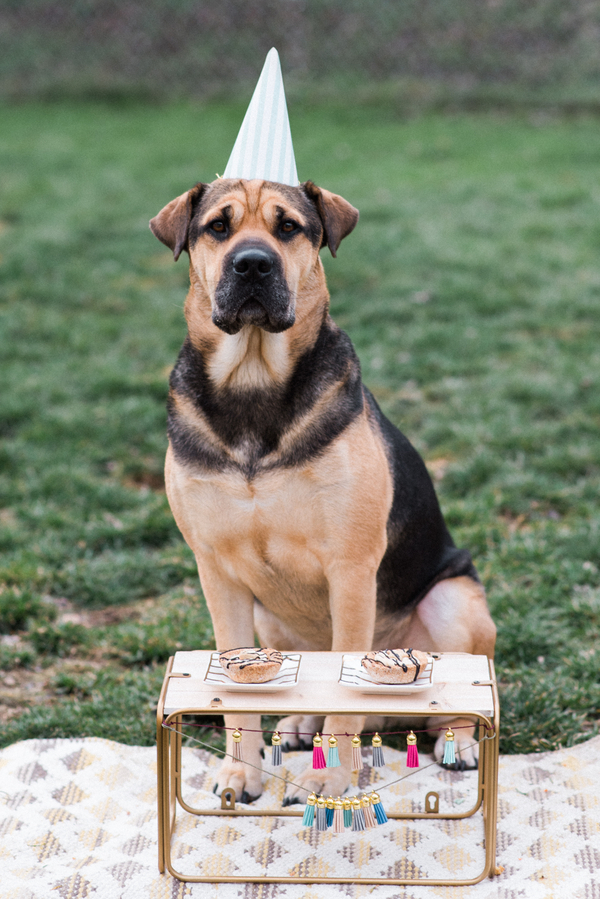 dog birthday party 1