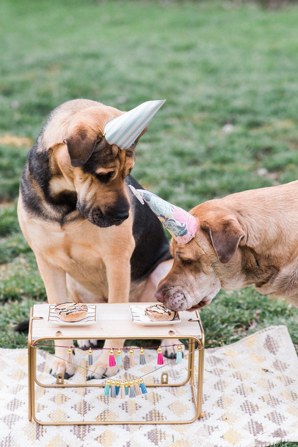 dog birthday party 2