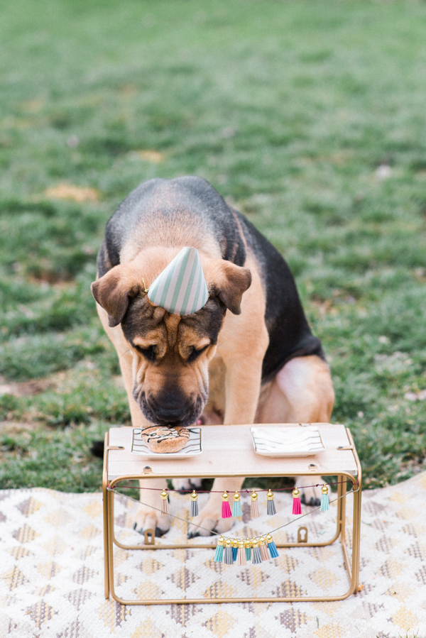 dog birthday party 4