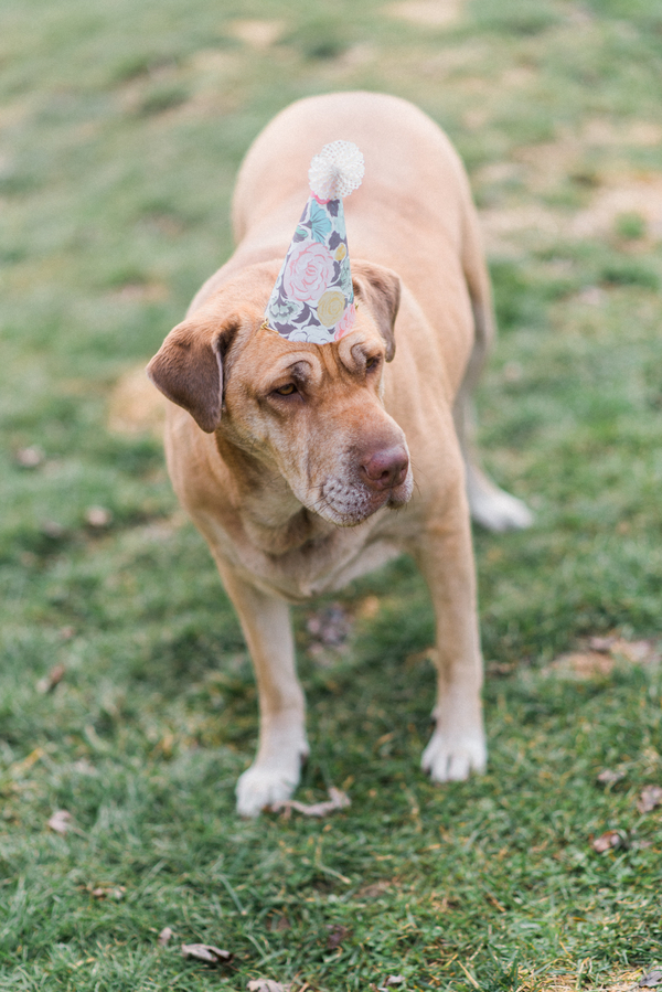 dog birthday party goer