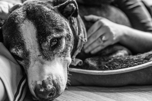 OffbeatPetSubmission 0003 - "Where grief and celebration meet": This end of life pet photo session will break and warm your heart OffbeatPetSubmission 0003
