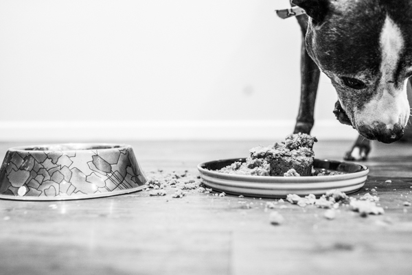 OffbeatPetSubmission 0009 - "Where grief and celebration meet": This end of life pet photo session will break and warm your heart OffbeatPetSubmission 0009
