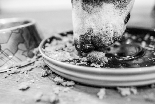 OffbeatPetSubmission 0010 - "Where grief and celebration meet": This end of life pet photo session will break and warm your heart OffbeatPetSubmission 0010