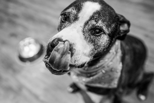 OffbeatPetSubmission 0011 - "Where grief and celebration meet": This end of life pet photo session will break and warm your heart OffbeatPetSubmission 0011
