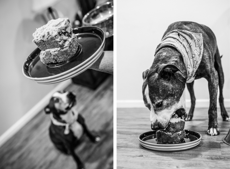 end of life pet photo session - "Where grief and celebration meet": This end of life pet photo session will break and warm your heart end of life pet photo session