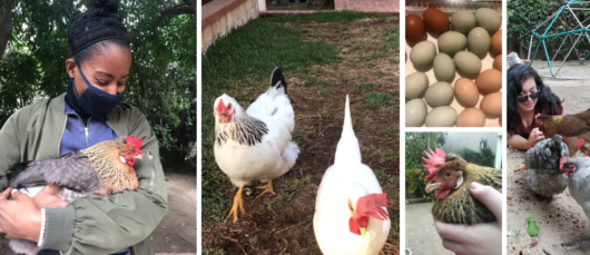 gifts for women learning how to raise chickens